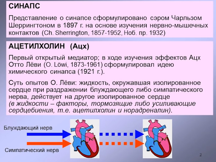 acetilholin