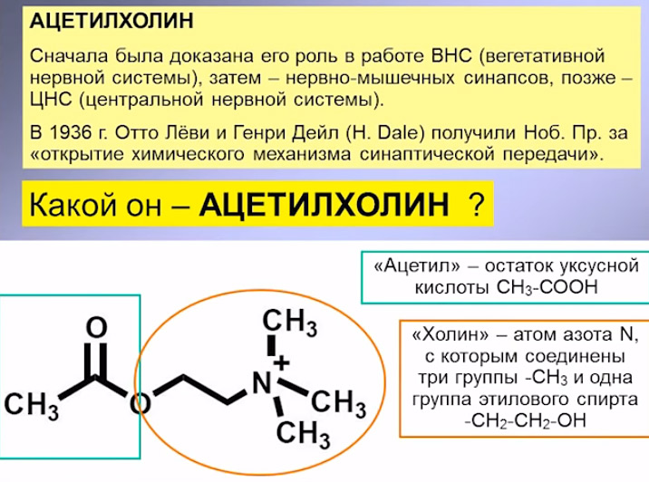 acetilholin1