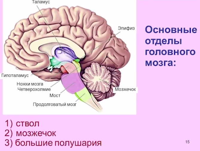 brain