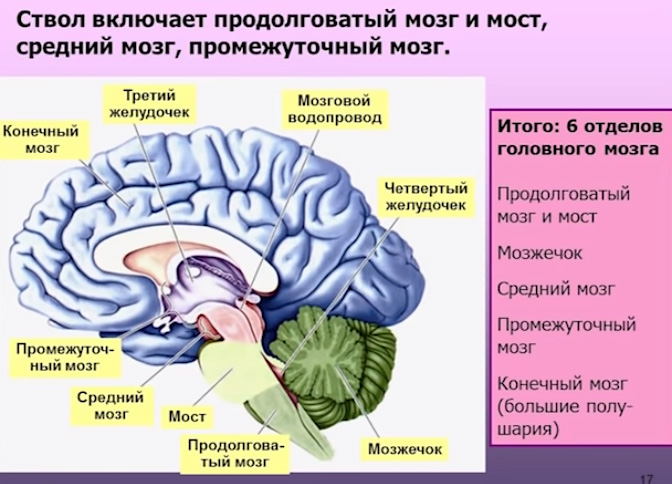 brain2