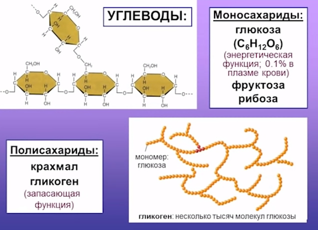 carbohydrates