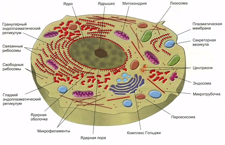 cell1