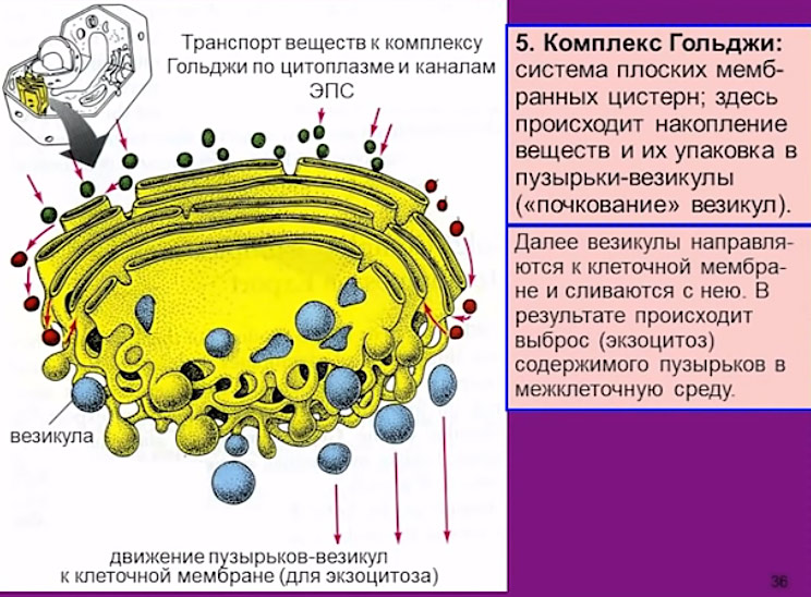 golgi_complex
