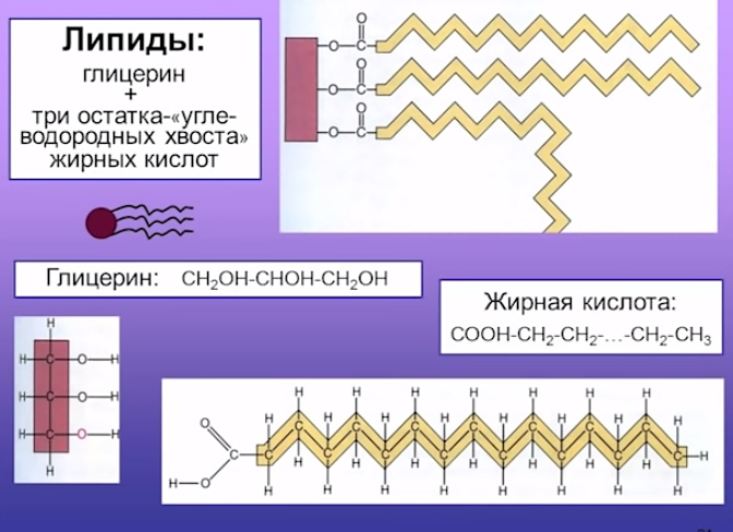 lipidy