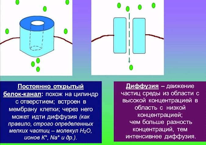 membrana