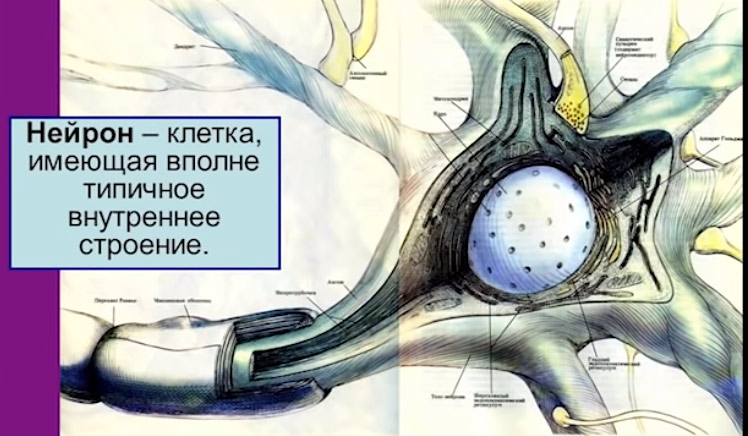 neuron1