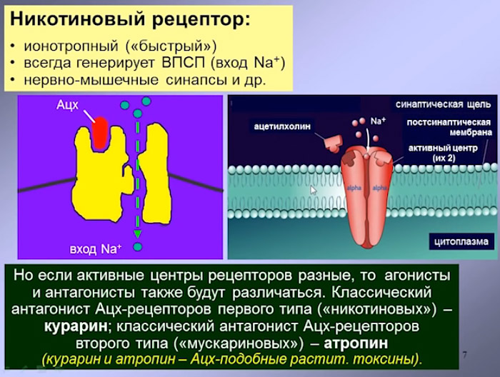 nicotin_receptor