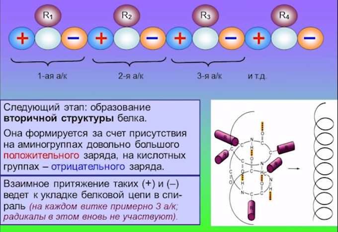 proteins2