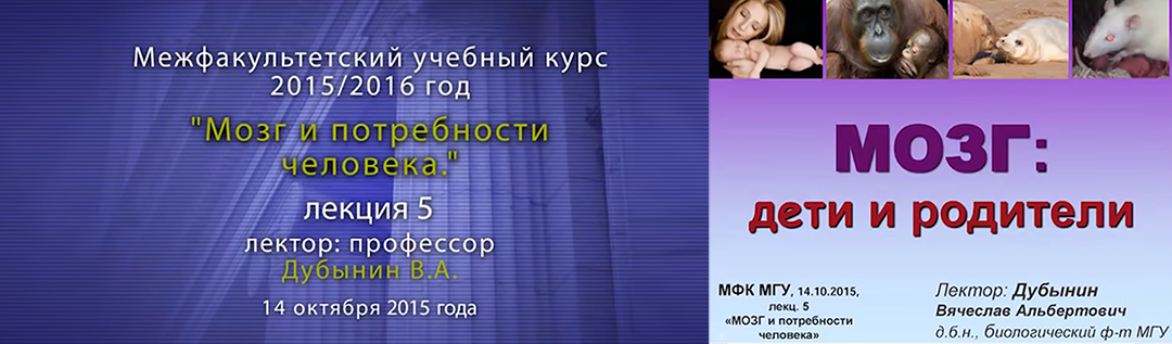 Дубынин Вячеслав — Мозг: дети и родители. Лекция 5.